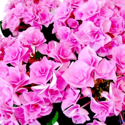 ふるさと納税 藤枝市 【母の日に!】アジサイ鉢植え フェアリーアイ ピンク5号 |  | 01