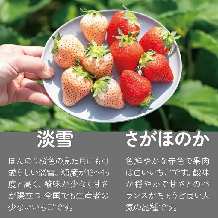 先行受付開始！【定期便3回】佐賀県産 紅白いちご 食べ比べ 2027年2~4月発送：B395-011