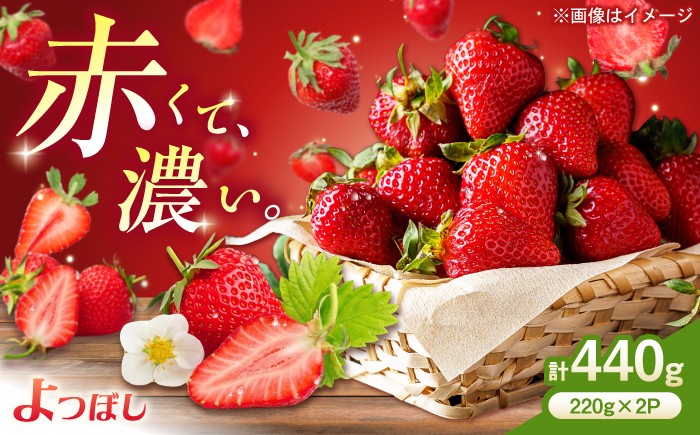 
                  【期間限定】中まで真っ赤！極あまいちご「よつぼし」440g（220g×2パック） / イチゴ 苺 フルーツ 果物 旬 strawberry / 佐賀県 / 株式会社しもむら農園  [41AHAH009]
                