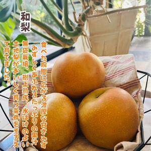 ［先行予約・2026年発送］朝採れ完熟シャインマスカットと和梨 大満足セット 約4kg