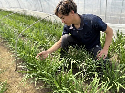 栃木県産こだわりニラ100g×100束 ｜ さくら市 にら 韮 野菜 国産