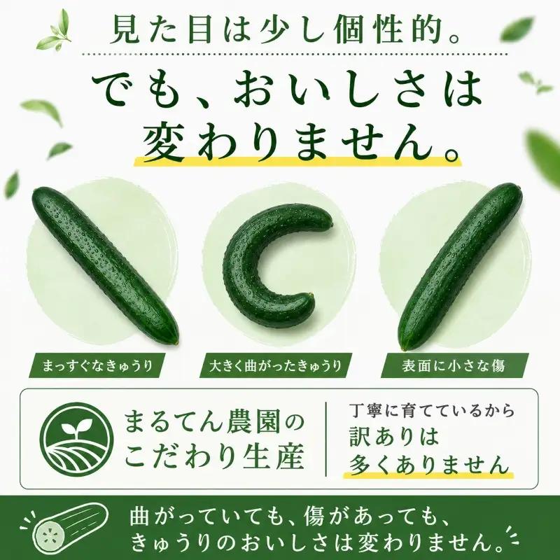 先行予約 訳あり きゅうり 5kg 野菜 新鮮きゅうり