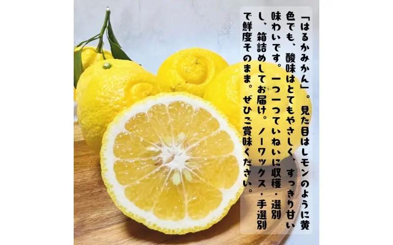 【先行予約】【人気柑橘】 有田育ちの はるか みかん（訳あり 家庭用）約3kg+200g(傷み補償分) ※2027年1月下旬～3月下旬に順次発送予定 ※着日指定不可【ard141B】