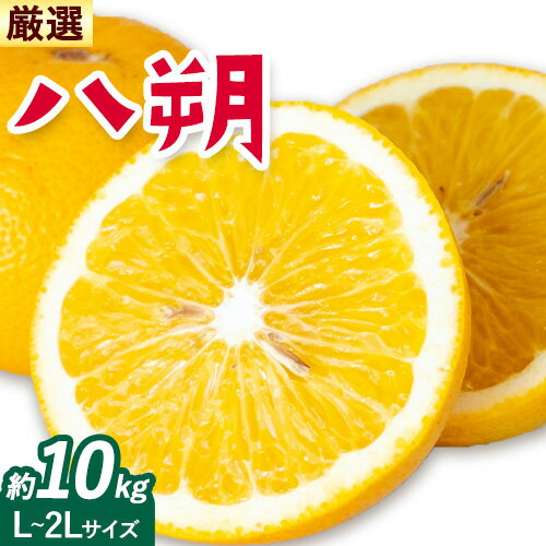 【ふるさと納税】みかん 八朔 厳選 L~2Lサイズ 約10kg GOGO農園《10月下旬-12月末頃出荷》 和歌山県 日高川町 はっさく みかん 柑橘 蜜柑 フルーツ 送料無料