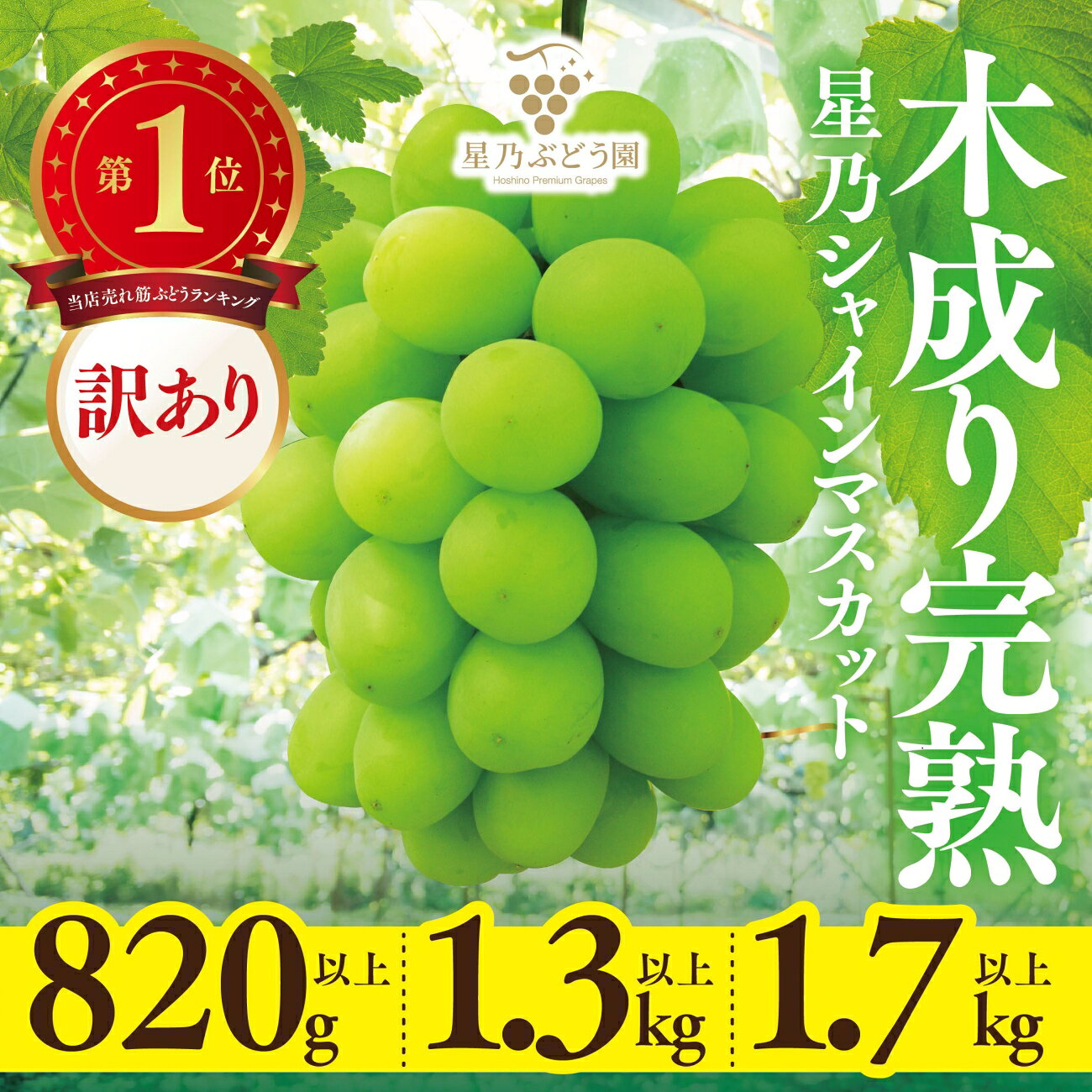 【ふるさと納税】【訳あり】粒の大きさが不揃い 星乃シャインマスカット　1.3kg以上/1.7kg以上/820g以上_ シャインマスカット ぶどう 葡萄 ブドウ 果物 くだもの 訳あり 岡山県 津山市 人気 【配送不可地域：離島・北海道・沖縄県】【G1554831】