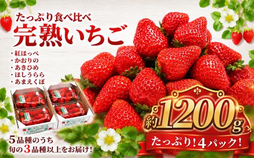 いちご 訳あり 約 1200g 【2027年1月より発送開始】 300g × 4パック 1.2kg 1200グラム 先行予約 苺 イチゴ 果物 食べ比べ 紅ほっぺ かおりの べにほっぺ かおり野 あきひめ ほしうらら あまえくぼ 星うらら フルーツ くだもの おまかせ 完熟 不揃い 直送 さわらリバーファーム 千葉県 香取市 SDK002