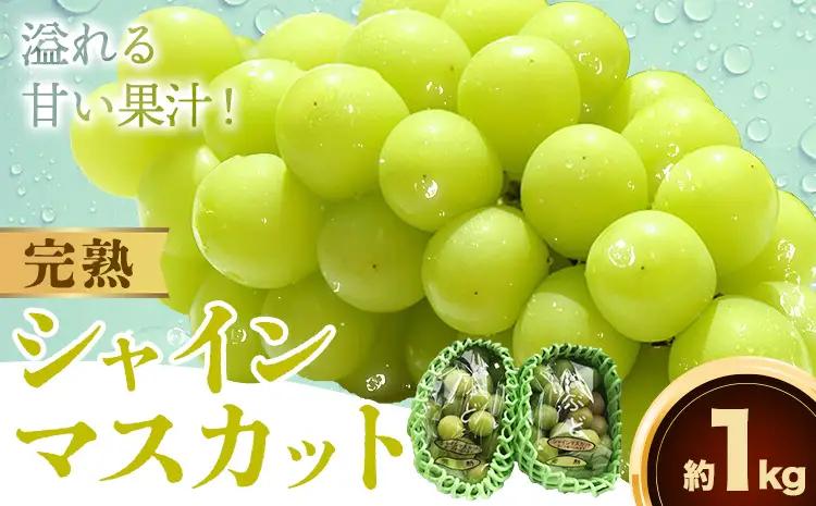 完熟 シャインマスカット 約1kg ｼｬｲﾝﾏｽｶｯﾄ