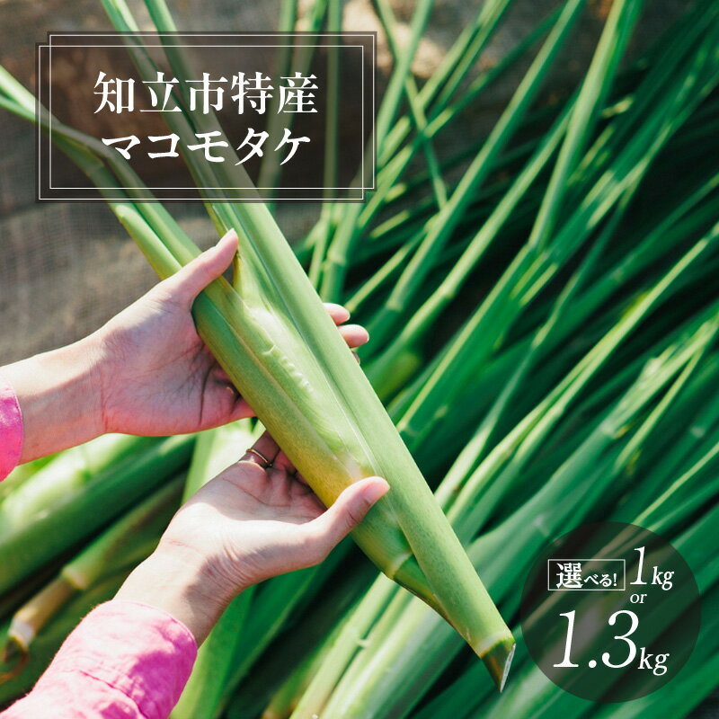 【ふるさと納税】知立市特産 マコモタケ【9月25日～10月31日発送】【選べる内容量】お料理レシピ付（1250）／ 野菜 秋 旬 マコモ 中華料理 高級食材 知立市 特産品 ベジタブル 自然の恵み 送料無料