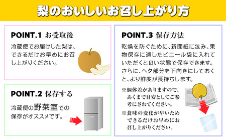 梨 あきづき 約5kg 《9月上旬-9月末頃出荷》梨梨梨梨あきづきあきづき