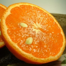 カラマンダリン[約5kg]和歌山県有田産春みかん 春柑橘 (果実サイズおまかせ)