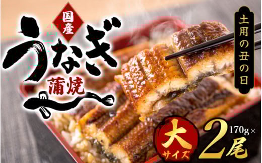 【春土用の丑の日】【大型サイズ】国産 大型サイズ ふっくら柔らか 国産うなぎ蒲焼き 2尾 化粧箱入 先行予約 国産 うなぎ ウナギ 鰻 蒲焼 土用の丑の日 丑の日【uot302-dy】