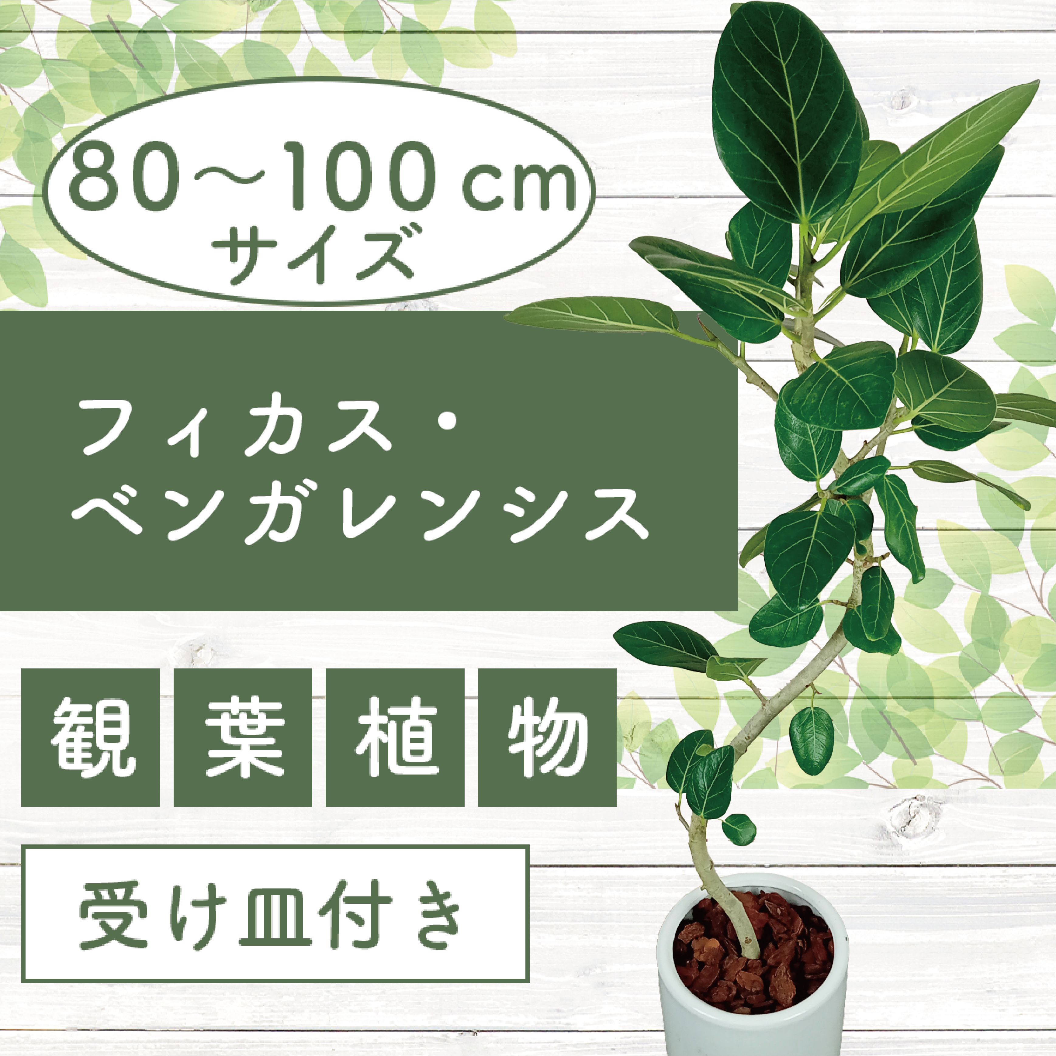 【ふるさと納税】＜先行予約受付中！2026年1月中旬以降順次発送＞フィカス・ベンガレンシス(鉢底より高さ80〜100cm前後・ロング陶器鉢) ※北海道・沖縄・離島配送不可※ 観葉植物 鉢 おしゃれ インテリア グリーン 大型 【トロピカルフルーツ＆プランツ】