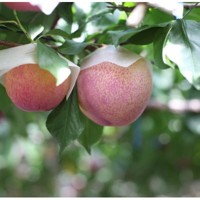 すもも『大玉貴陽』約1.8kg(7～10玉)【配送不可地域：離島】