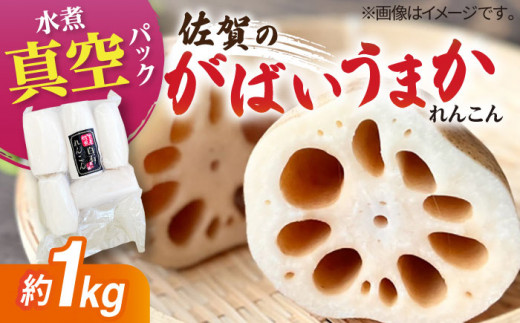 【お手軽調理！】白石町産 水煮れんこん 計1kg（真空パック）【有限会社白石開発】 /蓮根 レンコン 佐賀県産 白石町産 野菜 根菜 小分け 真空 保存 [IBN005]