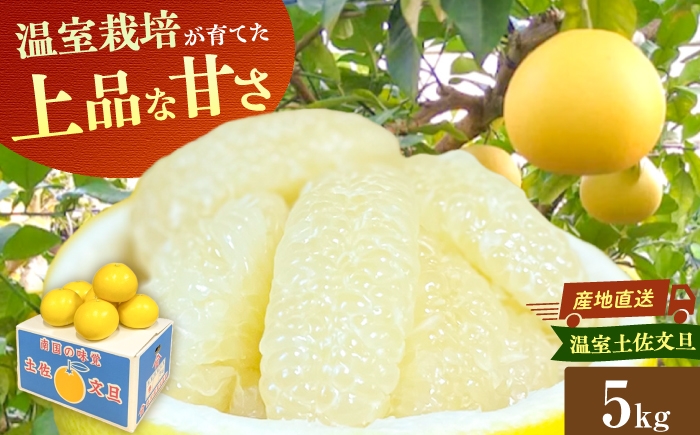 【先行予約】【訳あり】温室土佐文旦 家庭用 約5kg （8～12玉） 文旦 ぶんたん 土佐 柑橘 高知県産 フルーツ お取り寄せ 訳あり 先行予約 高知県 土佐市【土佐文旦の藤岡】[BQBJ005]