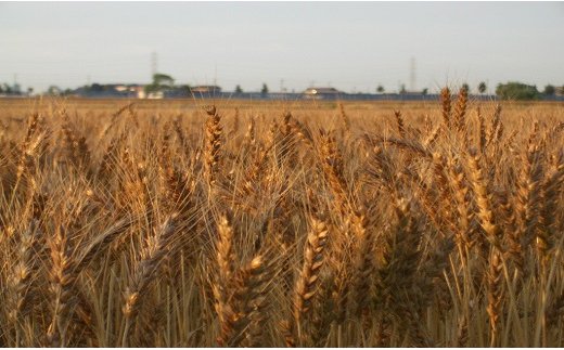 三河しろたまりと三河白だしセット　H033-012