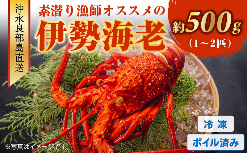 沖永良部島直送！素潜り漁師オススメのボイル済み冷凍伊勢海老 約500g（1～2匹）！　W030-017