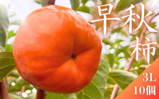 【先行予約】 真っ赤で大きくて甘い！ Farm m&aの早秋柿 3L×10個 秀品 岐阜県 大野町（2025年10月中旬～発送）農家直送 果物 フルーツ 秋の味覚 柿 かき 早秋 そうしゅう