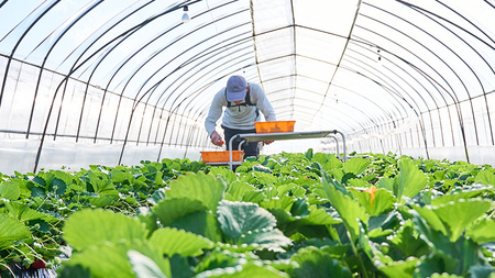 【2ヵ月 定期便】 完熟 いちご 定期便！ 4パック × 2回	合計 8パック （1P約260g）定期便 国産 いちご イチゴ 苺 果物 かおり野 とちおとめ やよいひめ フルーツ 茨城県産 KEK 