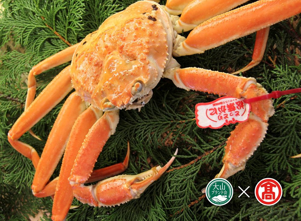 【ふるさと納税】＜島谷水産＞茹で松葉がに約1.1kg×1枚 DB-103