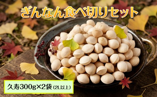糸魚川産ぎんなん 久寿 お徳用食べきりセット（300ｇ×2袋）【銀杏 ぎんなん 殻付き 大粒 実 おつまみ おやつ 酒の肴 モチモチ 国産 無農薬】