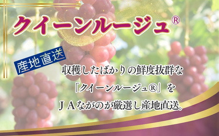 【2026年先行予約】クイーンルージュ® 約1kg|クイーンルージュ ぶどう