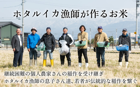 ほたるいか米 コシヒカリ 無洗米20kg ×6回 計120kg【6ヶ月定期便】 米 定期便 [N-021004]