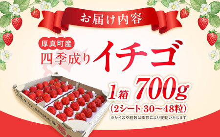 2026年5月以降順次発送 四季成りイチゴ（キッツ信大BS8-9）700g 【株式会社キッツ】 [AXCC003-5] いちご 苺 北海道 夏 秋