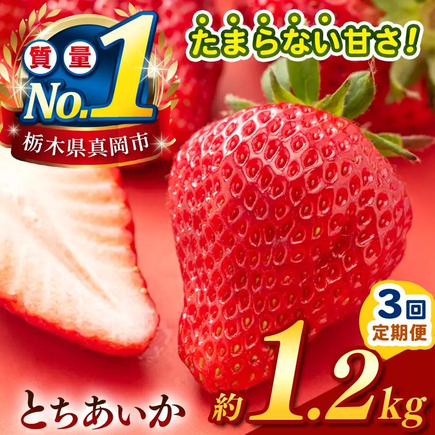 【定期便3回】【先行予約】 栃木のこでらんないイチゴ（とちあいか） 約1.2kg