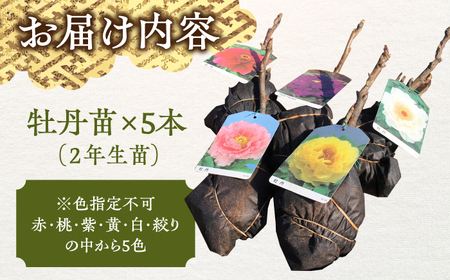 松江大根島牡丹苗(5色セット) 島根県松江市/島根県農業協同組合くにびき地区本部 [ALBC001] 花 苗木