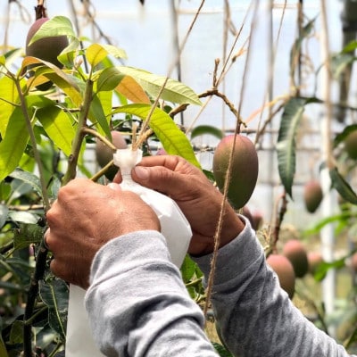 【2026年7月上旬から順次発送・贈答用】島袋さんの完熟アップルマンゴー 1kg(2～3玉)【配送不可地域：離島】