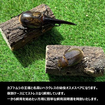 ふるさと納税 山形市 ヘラクレスオオカブト(ヘラクレスヘラクレス)3令中期幼虫ペア(オス1匹、メス1匹) FY25-205 |  | 01