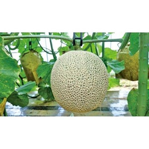 メロン／果物系　【数量限定】京都丹後産 セリーヌメロン 1玉入り（2026年7月～発送）　フルーツ・メロン1玉・果物・ブランドメロン・メロン