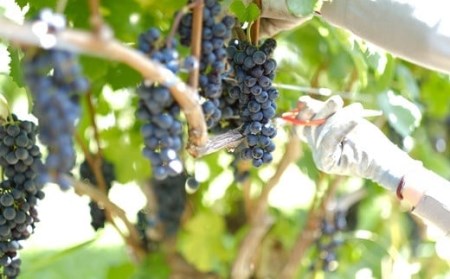 大迫佐藤葡萄園赤ワイン2本セット（ツヴァイゲルト・メルロー）【649】