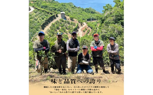 【発送月固定定期便】愛媛が誇る旬の柑橘めぐり（媛一まどんな・はるか・清見）【28-57】全3回 みかん ミカン  はるか きよみ 清見 まどんな マドンナ 柑橘 柑橘類  フルーツ 果物 くだもの 人