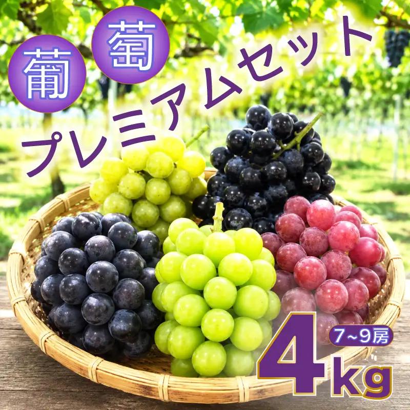 【2026年8月から発送】【先行予約】 2026年発送 旬のぶどう食べ比べプレミアムセット|ぶどう RYE