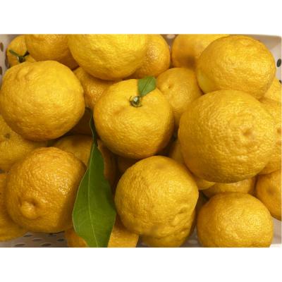 ふるさと納税 名古屋市 ゆずエッセンシャルオイル |  | 01