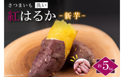 【2026年9月より順次発送】農産物直売所「やさいの声」さつまいも　紅はるか 新芋 洗い 約5kg|さつまいも サツマイモ 紅はるか 洗い 行方市 ふるさと納税(EK-9)