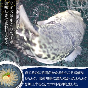訳ありサイズ！驚きの逸品「高級とらふぐ炙りてっさ」3人前【B1-161】