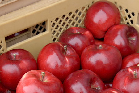 《SISGA部門最高賞》沼田アップルドライ（辛口）750ml×1本 Fukiware Cidrerie