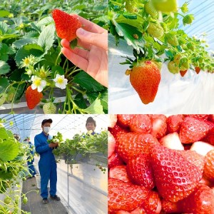 摘みたて！便利な小分け！冷凍いちご2kg(500g×4)_BI09◇