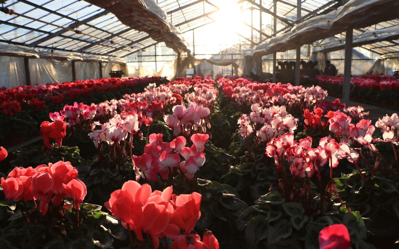 シクラメン (お色おまかせ) 5号鉢　【花】　※北海道・沖縄・離島への配送不可　※2024年11月下旬〜12月上旬頃に順次発送予定/花 ガーデニング 家庭 人気 園芸 家庭菜園 庭いじり 【wakuy