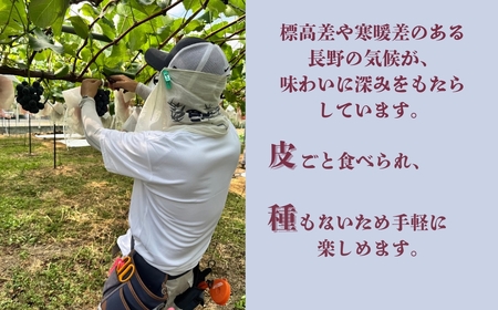 【2026年先行予約】クイーンルージュR? 900g以上（2房）｜クイーンルージュR?