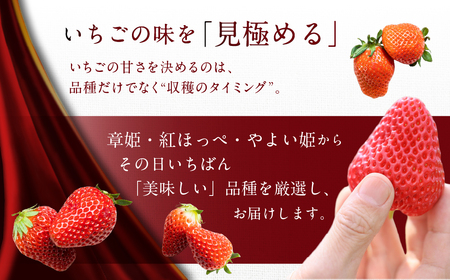 ≪数量限定≫ ブランドいちご 4パック 約 1000g 紅ほっぺ あきひめ やよい姫  北野イチゴHOUSE いちご イチゴ 苺 ブランド 甘い 美味しい おススメ 人気  4パック 旬 フルーツ 果