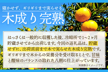 はっさく 皮むきに便利なムッキーちゃん付き 約10kg ときわオンライン《12月上旬-3月中旬頃出荷》 和歌山県 紀の川市 フルーツ 果物 八朔 柑橘 送料無料