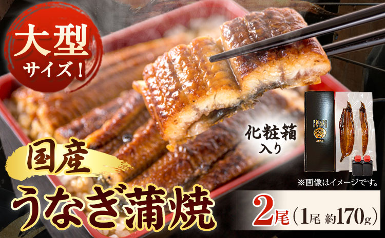 大型サイズ ふっくら柔らか 国産 うなぎ 蒲焼き 2尾 化粧箱入 株式会社魚鶴商店《30日以内に出荷予定(土日祝除く)》 和歌山県 日高町 うなぎ 鰻 蒲焼き 国産使用 ごはんのお供 おつまみ にも最適！ (F)