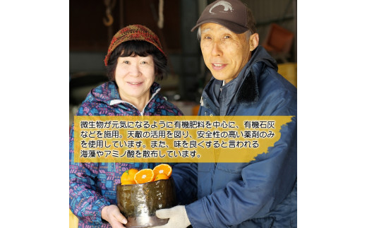 ▼海藻施用有田みかん 手選果 ５kg ※2024年11月下旬～2025年1月中旬頃に順次発送予定 【aii004-r-5】