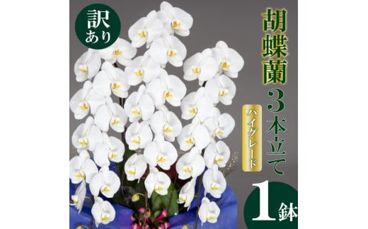 【訳あり】須崎洋蘭園 胡蝶蘭 白 3本立て ハイグレード