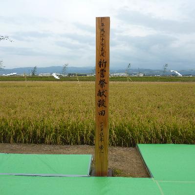 ふるさと納税 能美市 【令和7年産】石川県産コシヒカリ白米10kg×1袋漢方肥料米 |  | 01