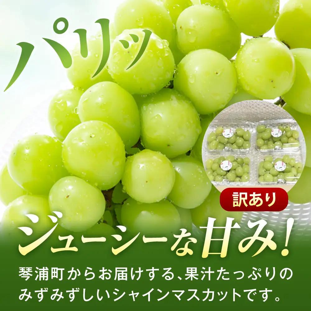 シャインマスカット 先行予約 訳あり 琴浦町産シャインマスカット（粒パック）1.2kg
